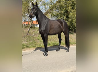 Oldenburger, Stute, 4 Jahre, 169 cm, Brauner
