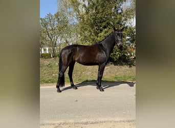 Oldenburger, Stute, 4 Jahre, 169 cm, Brauner