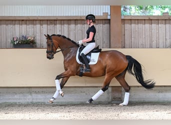 Oldenburger, Stute, 4 Jahre, 169 cm, Brauner