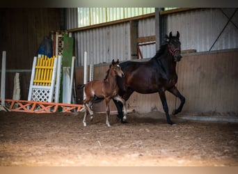 Oldenburger, Stute, 4 Jahre, 169 cm, Brauner