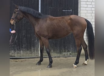 Oldenburger, Stute, 4 Jahre, 169 cm, Brauner