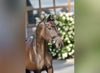 Oldenburger, Stute, 4 Jahre, 169 cm, Dunkelbrauner