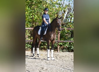 Oldenburger, Stute, 4 Jahre, 169 cm, Dunkelbrauner