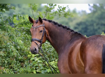 Oldenburger, Stute, 4 Jahre, 169 cm, Dunkelbrauner