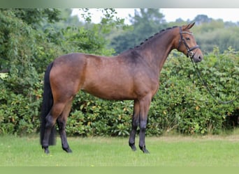 Oldenburger, Stute, 4 Jahre, 169 cm, Dunkelbrauner