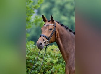 Oldenburger, Stute, 4 Jahre, 169 cm, Dunkelbrauner