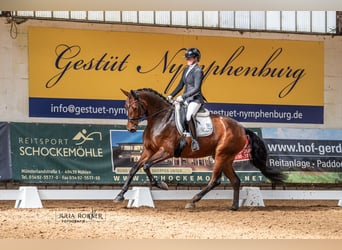 Oldenburger, Stute, 4 Jahre, 169 cm, Dunkelbrauner