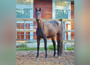 Oldenburger, Stute, 4 Jahre, 169 cm, Dunkelbrauner