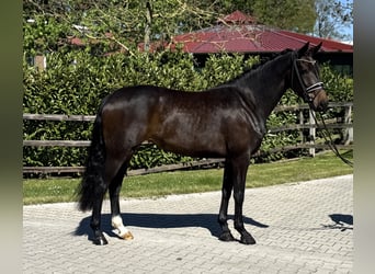 Oldenburger, Stute, 4 Jahre, 169 cm, Dunkelbrauner