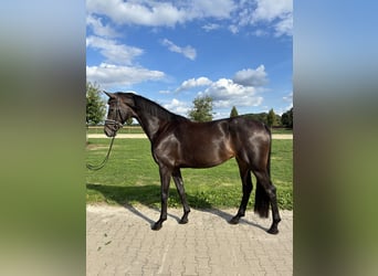 Oldenburger, Stute, 4 Jahre, 169 cm, Dunkelbrauner