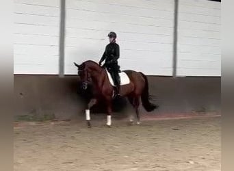 Oldenburger, Stute, 4 Jahre, 169 cm, Fuchs