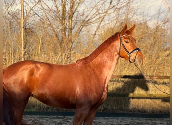 Oldenburger, Stute, 4 Jahre, 169 cm, Fuchs