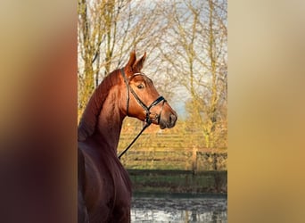 Oldenburger, Stute, 4 Jahre, 169 cm, Fuchs