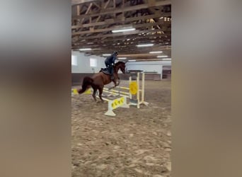 Oldenburger, Stute, 4 Jahre, 169 cm, Fuchs