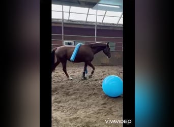 Oldenburger, Stute, 4 Jahre, 169 cm, Fuchs