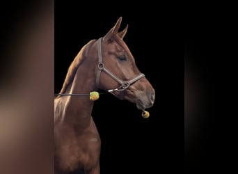 Oldenburger, Stute, 4 Jahre, 169 cm, Fuchs