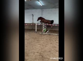 Oldenburger, Stute, 4 Jahre, 169 cm, Fuchs