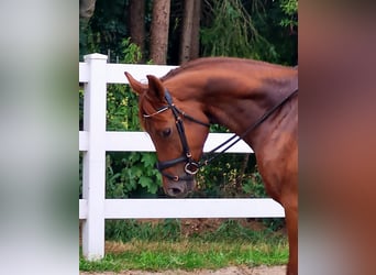 Oldenburger, Stute, 4 Jahre, 169 cm, Fuchs