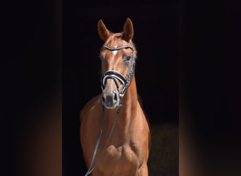 Oldenburger, Stute, 4 Jahre, 169 cm, Fuchs