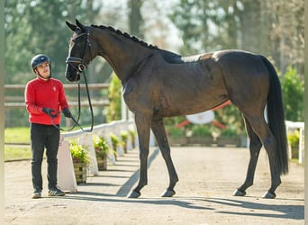 Oldenburger, Stute, 4 Jahre, 169 cm, Rappe