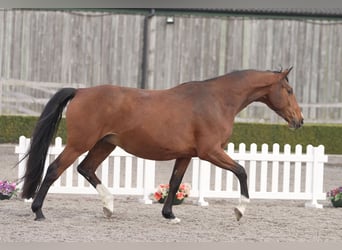 Oldenburger, Stute, 4 Jahre, 169 cm, Rotbrauner