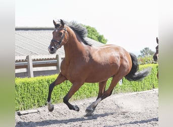 Oldenburger, Stute, 4 Jahre, 169 cm, Rotbrauner