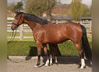 Oldenburger, Stute, 4 Jahre, 169 cm, Rotbrauner
