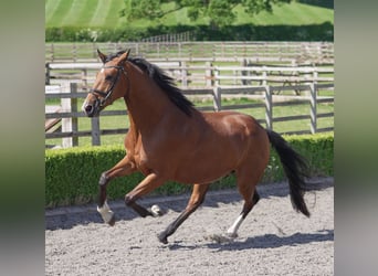 Oldenburger, Stute, 4 Jahre, 169 cm, Rotbrauner