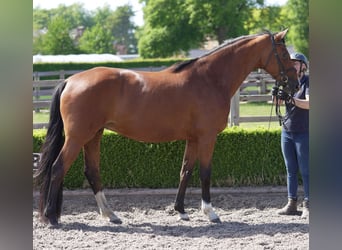 Oldenburger, Stute, 4 Jahre, 169 cm, Rotbrauner