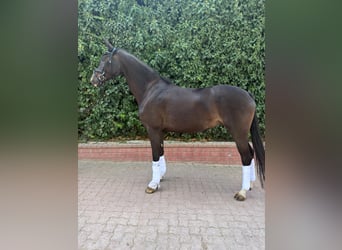 Oldenburger, Stute, 4 Jahre, 169 cm, Schwarzbrauner