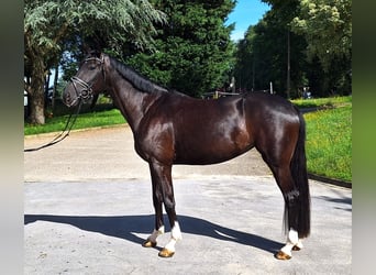 Oldenburger, Stute, 4 Jahre, 169 cm, Schwarzbrauner