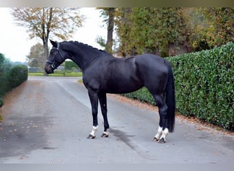 Oldenburger, Stute, 4 Jahre, 169 cm, Schwarzbrauner