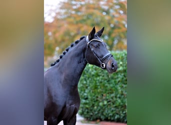 Oldenburger, Stute, 4 Jahre, 169 cm, Schwarzbrauner