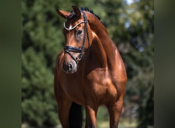 Oldenburger, Stute, 4 Jahre, 170 cm, Brauner