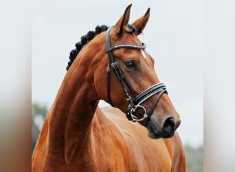 Oldenburger, Stute, 4 Jahre, 170 cm, Brauner