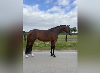 Oldenburger, Stute, 4 Jahre, 170 cm, Brauner