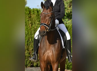 Oldenburger, Stute, 4 Jahre, 170 cm, Brauner