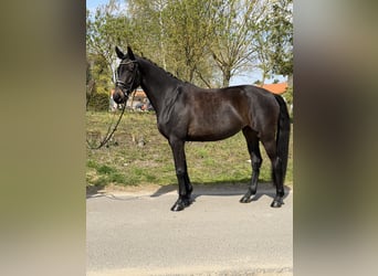 Oldenburger, Stute, 4 Jahre, 170 cm, Brauner