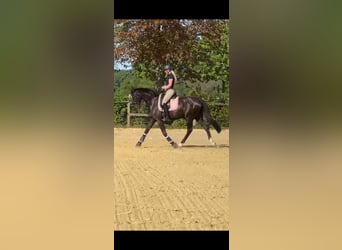Oldenburger, Stute, 4 Jahre, 170 cm, Dunkelbrauner