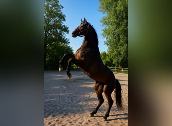 Oldenburger, Stute, 4 Jahre, 170 cm, Dunkelbrauner