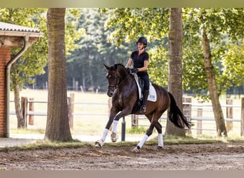 Oldenburger, Stute, 4 Jahre, 170 cm, Dunkelbrauner