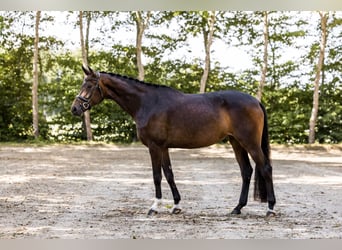 Oldenburger, Stute, 4 Jahre, 170 cm, Dunkelbrauner