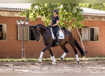 Oldenburger, Stute, 4 Jahre, 170 cm, Dunkelbrauner