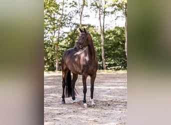 Oldenburger, Stute, 4 Jahre, 170 cm, Dunkelbrauner