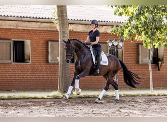 Oldenburger, Stute, 4 Jahre, 170 cm, Dunkelbrauner