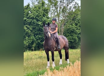 Oldenburger, Stute, 4 Jahre, 170 cm, Dunkelbrauner