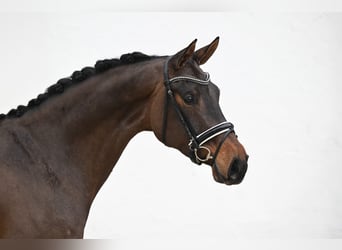 Oldenburger, Stute, 4 Jahre, 170 cm, Dunkelbrauner