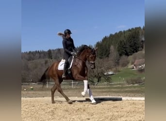 Oldenburger, Stute, 4 Jahre, 170 cm, Dunkelfuchs