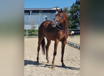 Oldenburger, Stute, 4 Jahre, 170 cm, Dunkelfuchs