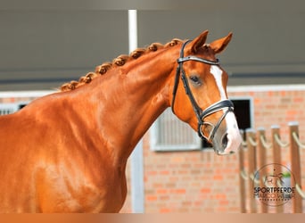 Oldenburger, Stute, 4 Jahre, 170 cm, Fuchs